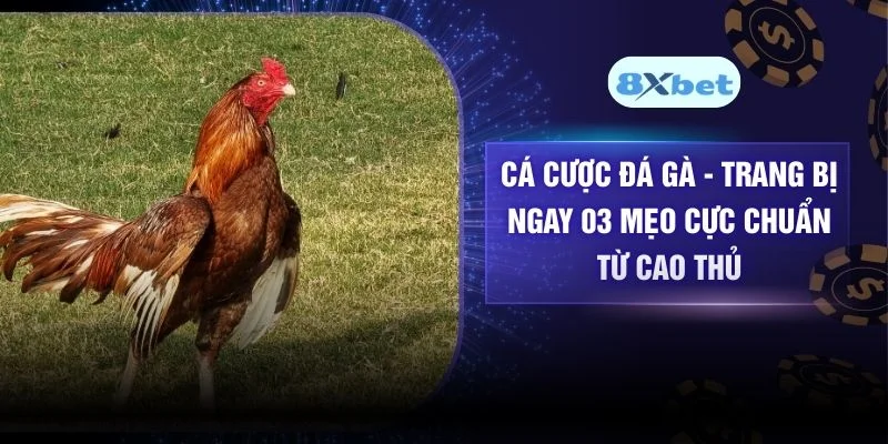Cá Cược Đá Gà – Trang Bị Ngay 03 Mẹo Cực Chuẩn Từ Cao Thủ