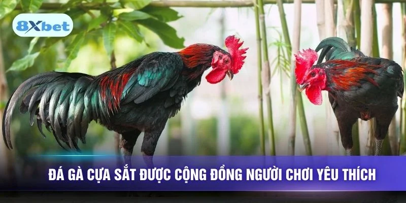 Đá gà cựa sắt được cộng đồng người chơi yêu thích