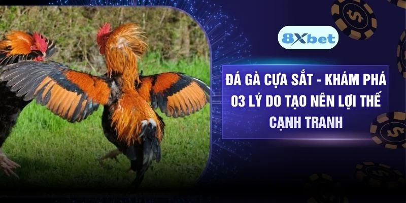 Đá Gà Cựa Sắt – Khám Phá 03 Lý Do Tạo Nên Lợi Thế Cạnh Tranh