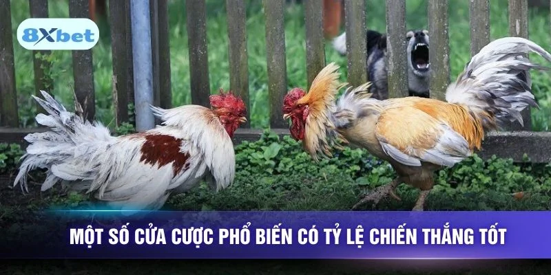 Một số cửa cược phổ biến có tỷ lệ chiến thắng tốt