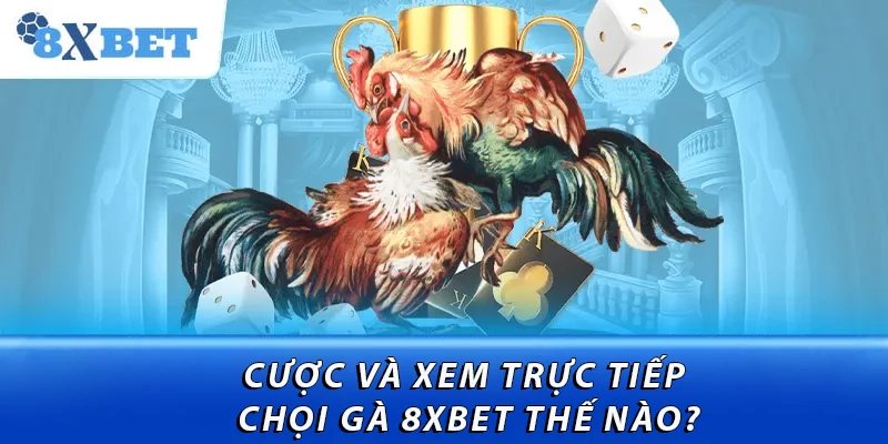Cược và xem trực tiếp chọi gà 8XBET thế nào?